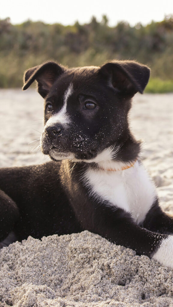 Dog Wallpapers Free Download for Mobile