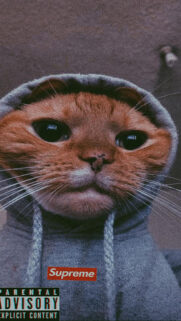 Funny Cat Meme Wallpapers Download for Phone & iPhone