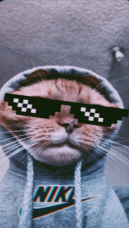 Funny Cat Memes Wallpapers Free Download for Mobile