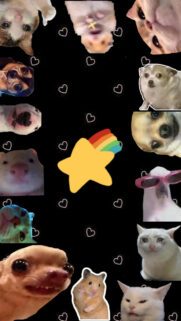 Star Memes Wallpapers Free Download