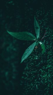 Green Color Wallpapers Download