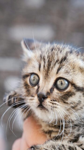 Tabby Kitten Close Up