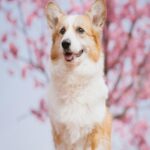 corgi-pink-cherry-blossoms-mobile-wallpaper