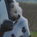 Fluffy White Dog's Car Window View