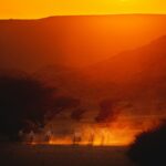 Wildlife in Nature Reserve - NEOM, Saudi Arabia