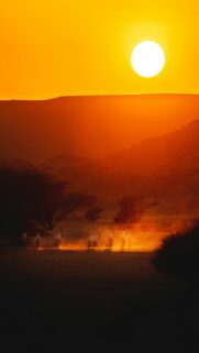 Wildlife in Nature Reserve – NEOM, Saudi Arabia