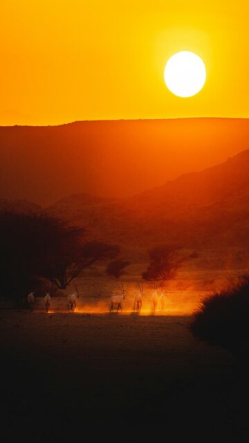 Wildlife in Nature Reserve - NEOM, Saudi Arabia