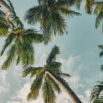 Palm Trees Reaching Up To The Sky