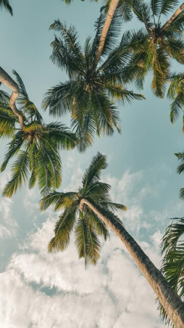 Palm Trees Reaching Up To The Sky