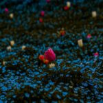 Pink Tulip in Nature Landscape Wallpaper