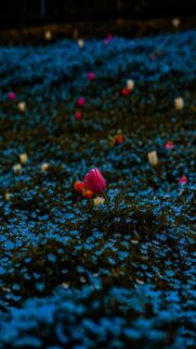Pink Tulip in Nature Landscape Wallpaper