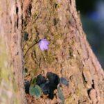 Purple Bloom on Tree Trunk Mobile Wallpaper