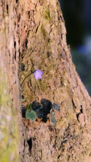 Purple Bloom on Tree Trunk Mobile Wallpaper