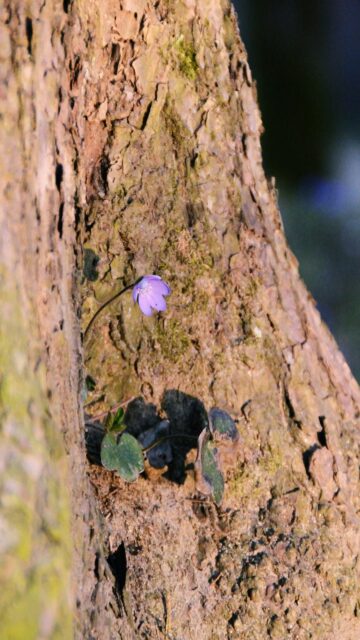 Purple Bloom on Tree Trunk Mobile Wallpaper