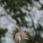 squirrel-perched-on-a-wooden-post-eating