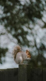 squirrel-perched-on-a-wooden-post-eating