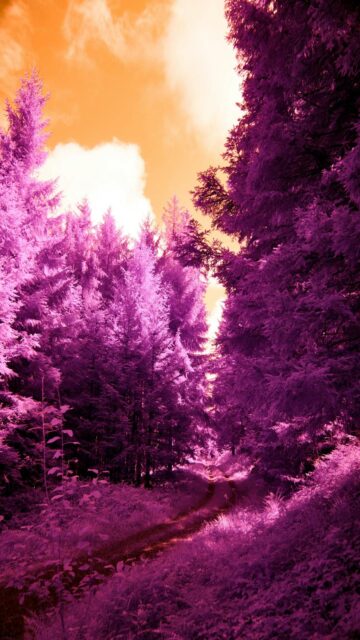 Surreal Forest Path with Purple Trees and Orange Sky