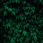 Lush Green Ivy Leaves Wall Mural