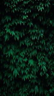 Lush Green Ivy Leaves Wall Mural