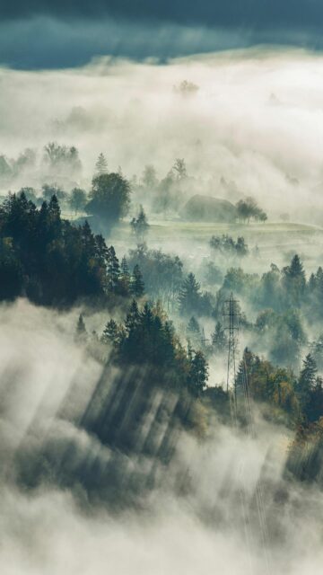 Foggy Landscape with Tall Trees and House