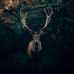 Majestic Brown Deer Under Tree