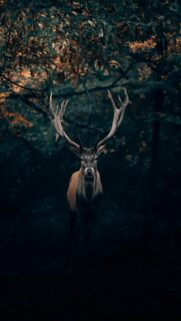 Majestic Brown Deer Under Tree