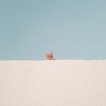 Cozy Brown Tabby Cat on Concrete Roof