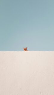 Cozy Brown Tabby Cat on Concrete Roof