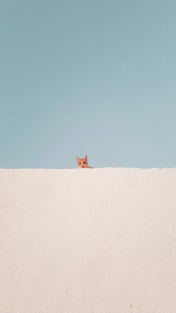 Cozy Brown Tabby Cat on Concrete Roof