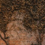 Nature's Harmony: Brown Tree Near Brick Wall