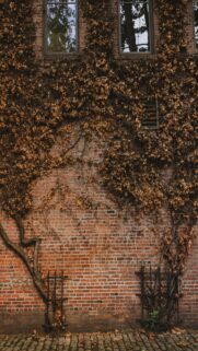 Nature’s Harmony: Brown Tree Near Brick Wall