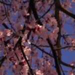 Pink Cherry Blossoms On Dark Branches