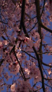 Pink Cherry Blossoms On Dark Branches