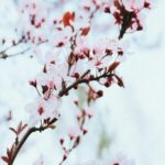 Delicate Pink Cherry Blossoms on Tree Branch