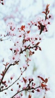 Delicate Pink Cherry Blossoms on Tree Branch