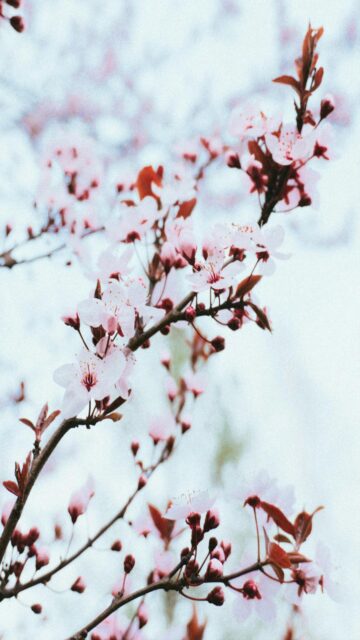Delicate Pink Cherry Blossoms on Tree Branch