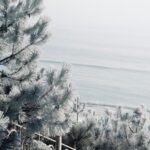 Frosty Serenity: Calm Ocean with Pine Trees