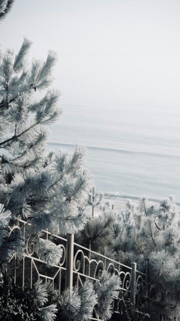Frosty Serenity: Calm Ocean with Pine Trees