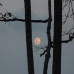 Full Moon Silhouette at Dusk Mobile Wallpaper