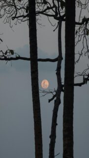 Full Moon Silhouette at Dusk Mobile Wallpaper