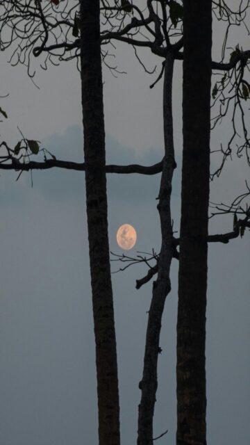 Full Moon Silhouette at Dusk Mobile Wallpaper