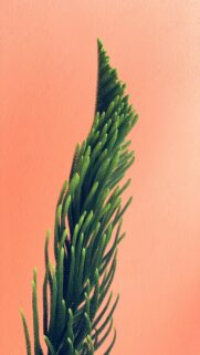 Vibrant Nature: Green And Brown Leaf Plant