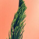 Nature Inspired Mobile Wallpaper - Green And Brown Leaf Plant