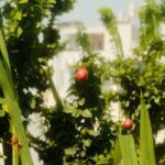 Vibrant Green Foliage with Red Berries and Buildings in Background