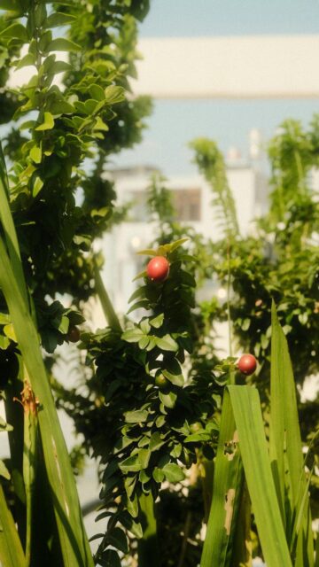 Vibrant Green Foliage with Red Berries and Buildings in Background