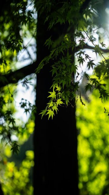 Green Maple Leaves Backlit by Sunlight Near Dark Tree Trunk