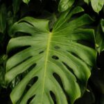 Vibrant Green Monstera Leaf Wallpaper
