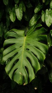 Vibrant Green Monstera Leaf Wallpaper