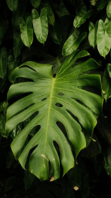 Vibrant Green Monstera Leaf Wallpaper