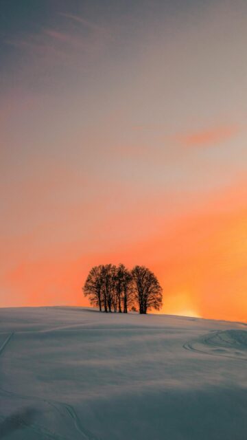 Winter Serenity: Leafless Tree on Snowy Ground